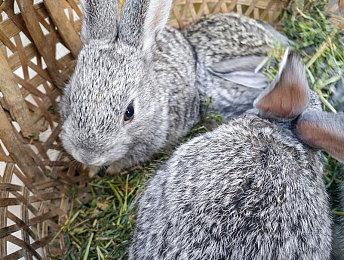 PS+欧美服11月会免游戏公布 《四海兄弟2:最终版》等